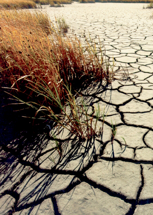 Image of dried up lakebed with brown grass.